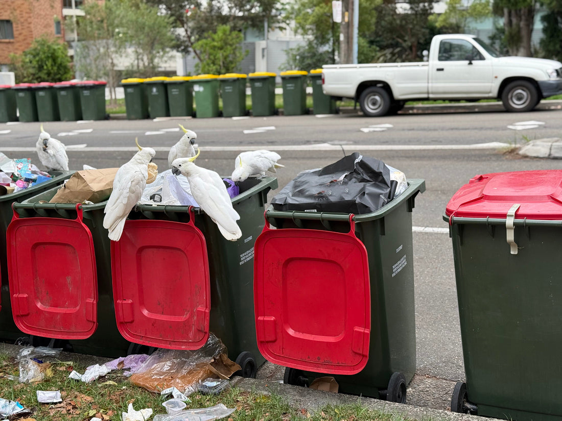Cockatoos with Wheelie bin and LidStop