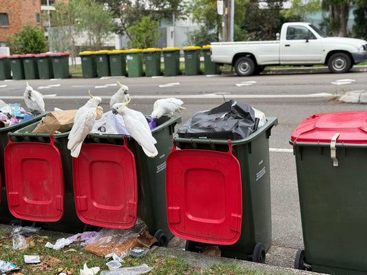 Cockatoos with Wheelie bin and LidStop