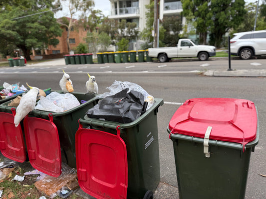 Open wheelie bin with birds and litter mess