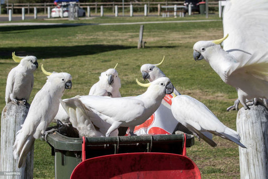 Cockatoo birds on wheelie bin