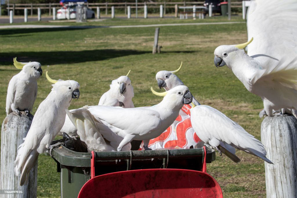 Cockatoos opening wheelie bins