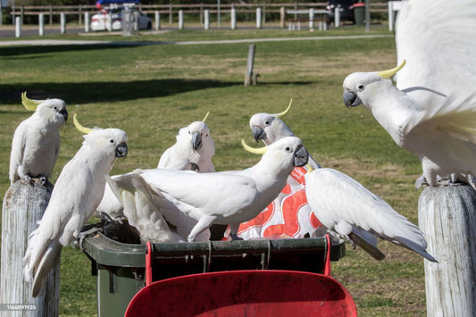 How to Stop Birds, Possums and Wildlife Getting Into Your Wheelie Bin