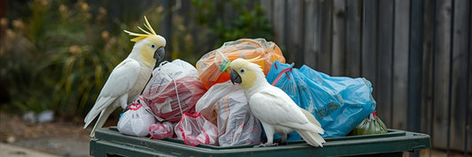 Cockatoos around wheelie bin