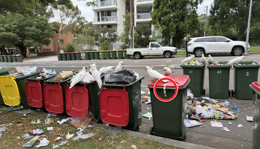Cockatoo bin mess with LidStop attached