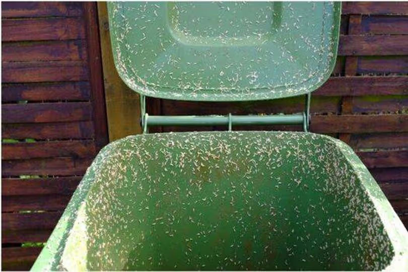 How to stop maggots in a wheelie bin during summer